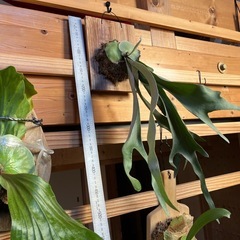 ビカクシダ　ベイチー(ビーチー)①の画像