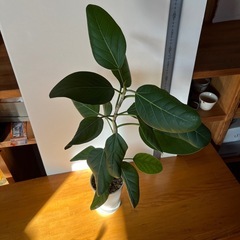 フィカス　ベンガレンシス①の画像