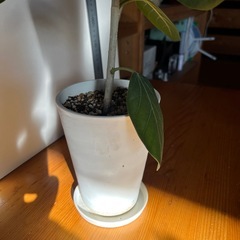 フィカス　ベンガレンシス①の画像