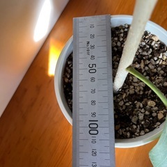 フィカス　ベンガレンシス①の画像