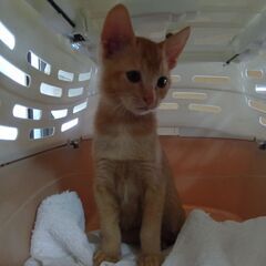 9月18日保護　ママいないけど元気　カカオ♂ 