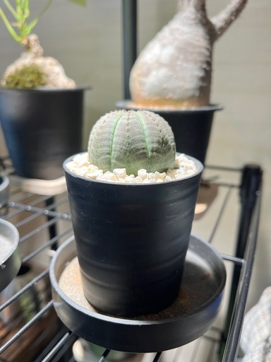 観葉植物 塊根植物 まとめ売り