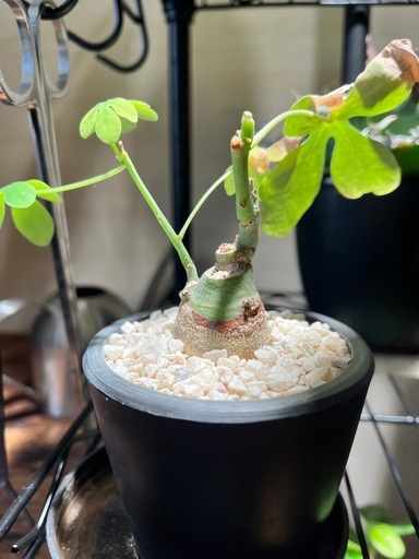 観葉植物 塊根植物 最も安い まとめ売り