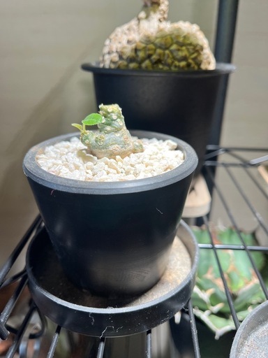 観葉植物 塊根植物 最も安い まとめ売り