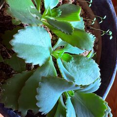 子孫繁栄と縁起がいい花言葉の子宝弁慶草ですが貰ってください。。。の画像