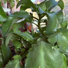 子孫繁栄と縁起がいい花言葉の子宝弁慶草ですが貰ってください。。。の画像