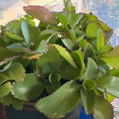 子孫繁栄と縁起がいい花言葉の子宝弁慶草ですが貰ってください。。。の画像