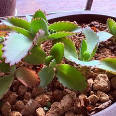 子孫繁栄と縁起がいい花言葉の子宝弁慶草ですが貰ってください。。。の画像