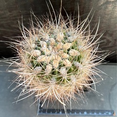 強棘　銀翁玉　の画像