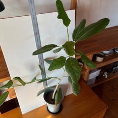 フィカス　ベンガレンシス②の画像