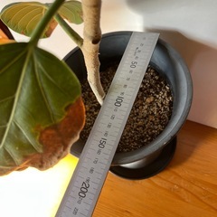 フィカス　ベンガレンシス②の画像