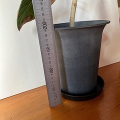 フィカス　ベンガレンシス②の画像