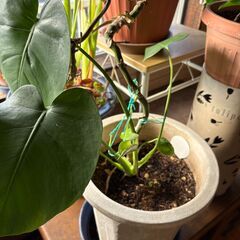 観葉植物NO1の人気です❣❣の画像