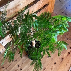 エバーフレッシュ　太い幹の画像