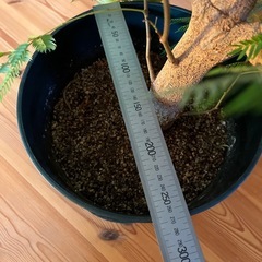 エバーフレッシュ　太い幹の画像