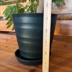 エバーフレッシュ　太い幹の画像