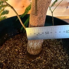 エバーフレッシュ　太い幹の画像