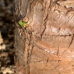 【譲渡済】　
ユッカ エレファンティペス　の画像