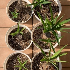 【譲渡済】　
ユッカ エレファンティペス　の画像