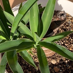 【譲渡済】　
ユッカ エレファンティペス　の画像