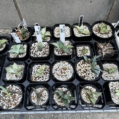 アガベ　31株
の画像