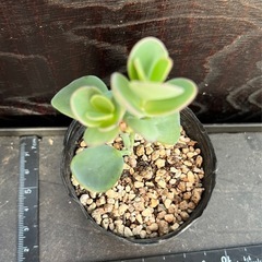 マルニエリアナ の画像