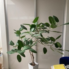 観葉植物　フィカス・ベンガレンシス　高さ175cmの画像