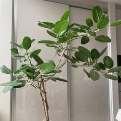 観葉植物　フィカス・ベンガレンシス　高さ175cmの画像