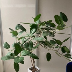 観葉植物　フィカス・ベンガレンシス　高さ175cmの画像