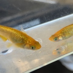 めだか屋Berry無人販売所　11月15日、16日の画像