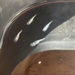 めだか屋Berry無人販売所　11月15日、16日の画像