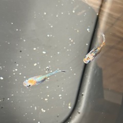 めだか屋Berry無人販売所　11月15日、16日の画像