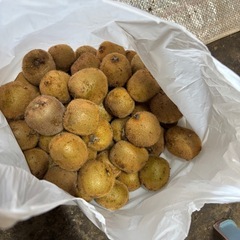 グリーンキウイ　小玉サイズ　の画像