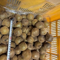 グリーンキウイ　小玉サイズ　の画像