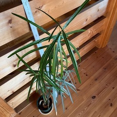 ボトルツリー　ブラキキトンの画像