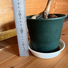 ボトルツリー　ブラキキトンの画像