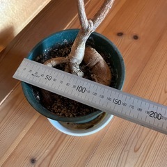 ボトルツリー　ブラキキトンの画像