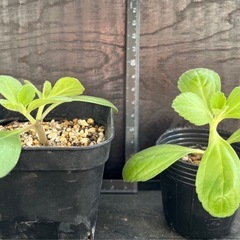 「奇跡の薬草」ボルトジンユの画像