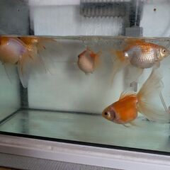 金魚、ピンポンパール引き取ってください　魚用品まとめての画像