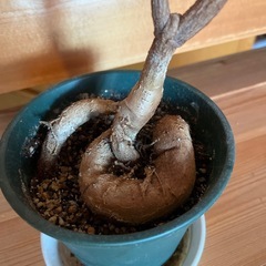 ボトルツリー　ブラキキトンの画像