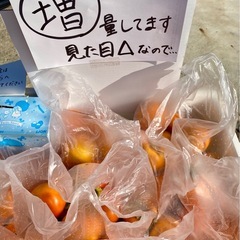 柿販売します。6〜9個入り一袋100円の画像