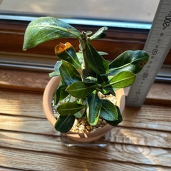 アデニウム・オベスムの画像