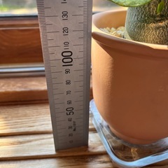 アデニウム・オベスムの画像