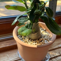 アデニウム・オベスムの画像