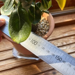 アデニウム・オベスムの画像