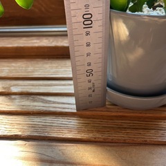 フィッシュボーンカクタスの画像