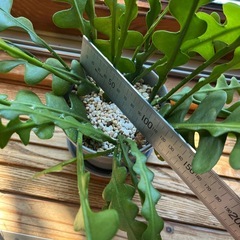 フィッシュボーンカクタスの画像