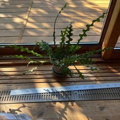 フィッシュボーンカクタスの画像