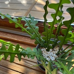 フィッシュボーンカクタスの画像