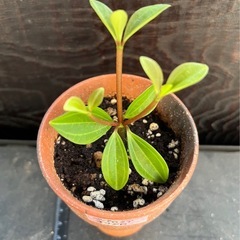 ペペロミア・ココメロの画像